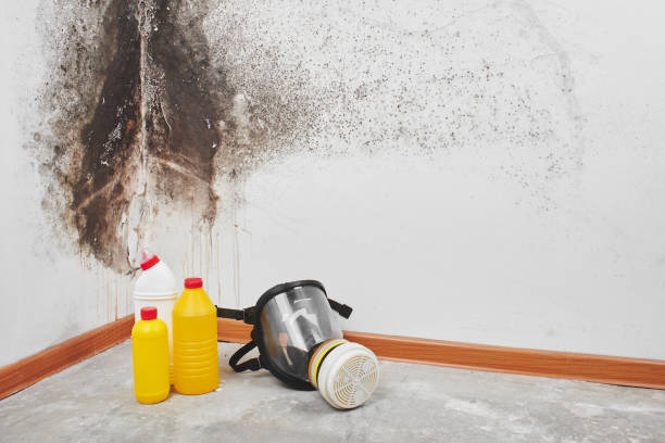 Best Mold Removal and Inspection  in Eagle, WI