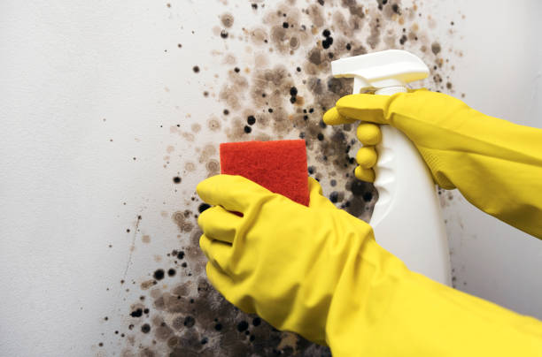 Best Mold Testing  in Eagle, WI