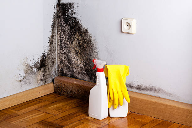 Best Black Mold Removal  in Eagle, WI