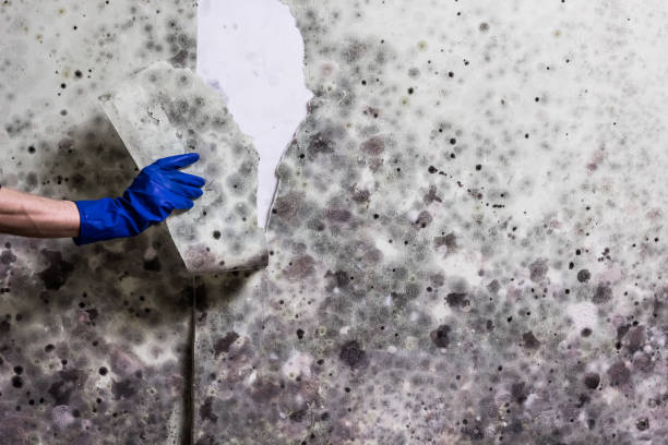 Best Mold Removal Company Near Me  in Eagle, WI