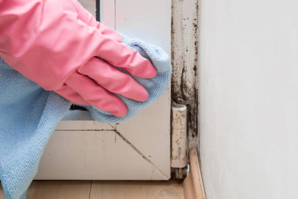 Best Mold Remediation  in Eagle, WI